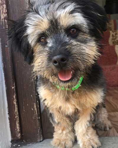 Jobs that have office dogs